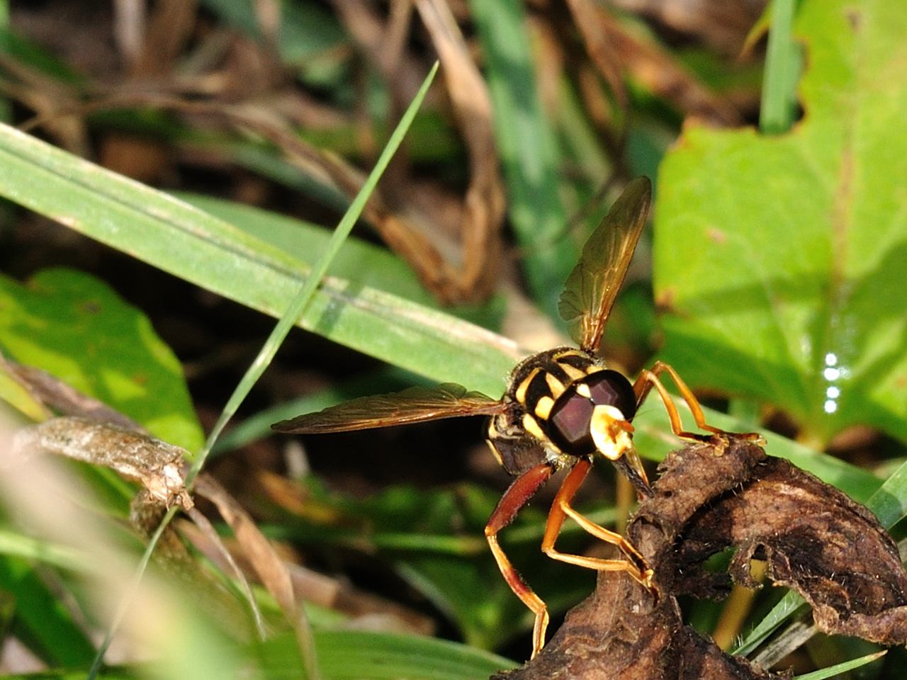 Milesia semiluctifera